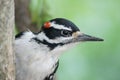 Close Up Of Mr. Downy Woodpecker