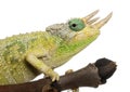 Close-up of Mt. Meru Jackson's Chameleon Royalty Free Stock Photo