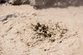 Close up of Mud volcano at the Sulphur works area in Lassen Voclanic National Park, Northern California