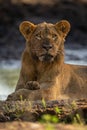 Close-up of muddy lion lying eyeing camera