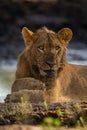 Close-up of muddy lion lying watching camera