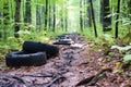 close-up of muddy tires on a forest trail