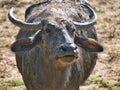Close up of a muddy water buffalo taken in Yala National Park in southern Sri Lanka Royalty Free Stock Photo