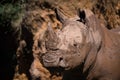 Close-up of muddy white rhinoceros staring out