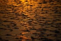 Close-up of a mudflap at low tide in the light of a sunset. Royalty Free Stock Photo