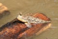 Close up mudskipper fish,Amphibious fish standing on a tree branch at mangrove forest Royalty Free Stock Photo