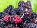 Close up of mulberries group with a leaves. Mulberry this a fruit and can be eaten. Royalty Free Stock Photo