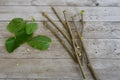 close-up of mulberry branches to make mulberry cuttings. mulberry branches for rooting Royalty Free Stock Photo