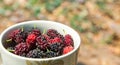 Close up mulberry fruits in tea cup prepared for mulberry smoothies, organic fruit for health.