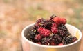 Close up mulberry fruits in tea cup prepared for mulberry smoothies, organic fruit for health.