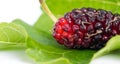 Close up of mulberry with a green leaves on the white background Isolated background. Mulberry this a fruit and can be eaten in Royalty Free Stock Photo