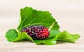 Close up of mulberry with a green leaves on the white background Isolated background. This a fruit and can be eaten in have a re Royalty Free Stock Photo