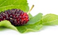 Close up of mulberry with a green leaves on the white background Isolated background. Mulberry this a fruit and can be eaten in Royalty Free Stock Photo