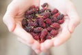 Close up mulberry in hand Royalty Free Stock Photo