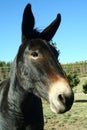 Close Up of a Mule Royalty Free Stock Photo