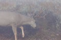 Trophy mule deer Royalty Free Stock Photo