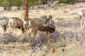 Close-up of Mule Deer at Rocky Mountain National Park Royalty Free Stock Photo