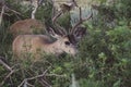 Close up of mule deer stag Royalty Free Stock Photo