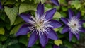 Close up multi blue clematis flower, some petals in focus Royalty Free Stock Photo