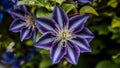 Close up multi blue clematis flower, some petals in focus Royalty Free Stock Photo