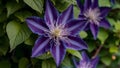 Close up multi blue clematis flower, some petals in focus Royalty Free Stock Photo