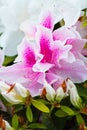 Close up of a purple and white azalea flower Royalty Free Stock Photo