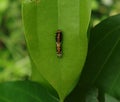 Close up of a multi colour caterpillar on a cinnamon leaf