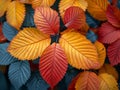 Close-up of multi-colored autumn foliage Royalty Free Stock Photo