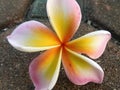 Close-up of a multi colored frangipani flower Royalty Free Stock Photo