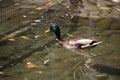 Close-up of a multi-colored male duck, a drake swims and dives in the creek among the fallen leaves, selective focus Royalty Free Stock Photo