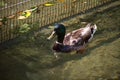 Close-up of a multi-colored male duck, a drake swims and dives in the creek among the fallen leaves, selective focus Royalty Free Stock Photo