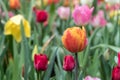 Colourful Tulip Garden Close-up in Rain Royalty Free Stock Photo