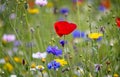 Close up of multi coloured wild flower garden with red poppy and blue cornflowers at centre Royalty Free Stock Photo