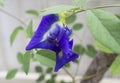 Multi petal butterfly pea flower Royalty Free Stock Photo