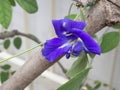 Multi petal butterfly pea flower Royalty Free Stock Photo