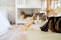 Close up multicolor lovely cat lie on sofa also look on the left, it look relax and stay in front of the other lie on shelves in