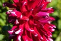 Close up multicolored briht red -white dahlia petals.Lidia Suchow. In the sun on the green background. Red petals with white