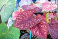 Multicolored colorful Caladium bicolor araceae leaf phant in heart shaped patterns in pot Royalty Free Stock Photo
