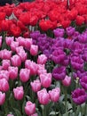 Close-up of multicolored Dutch tulips in full bloom