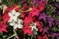 Close-up of multicolored flowers of ornamental tobacco Nicotiana Royalty Free Stock Photo