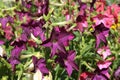 Close-up of multicolored flowers of ornamental tobacco Nicotiana Royalty Free Stock Photo