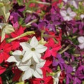 Close-up of multicolored flowers of ornamental tobacco Nicotiana Royalty Free Stock Photo