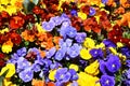 Close up of multicolour pansy flowers