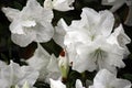 Close up of Multiple White Autumn Angel Encore Azalea Flowers Royalty Free Stock Photo