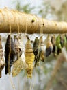 Close-up of multiple butterfly chrysalises