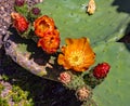 Close up multiple colored flowers on cactus, prickly ear cactus or Opuntia ficus-indica Cactus Royalty Free Stock Photo