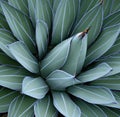 Close up of multiple green agave leaves with lines