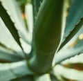 Close up of multiple green agave leaves with spikes