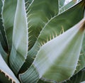 Close up of multiple green agave leaves with spikes