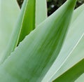 Close up of multiple green agave leaves with spikes